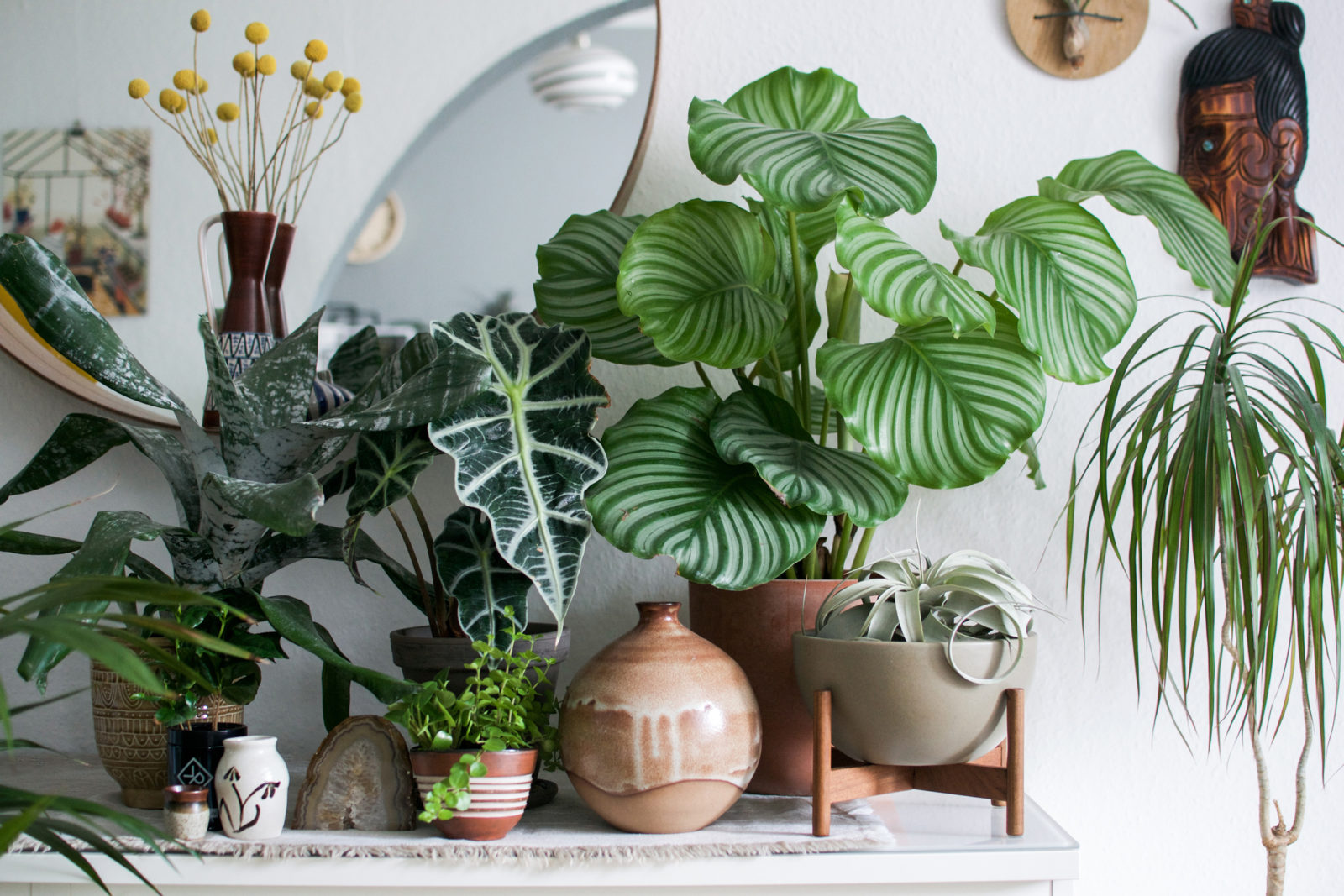 Mãe de planta